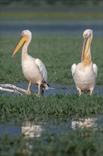 Two Dalmatian pelicans