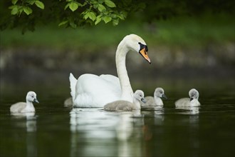 Mute swan