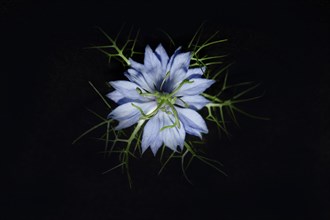 The flower of a love-in-a-mist
