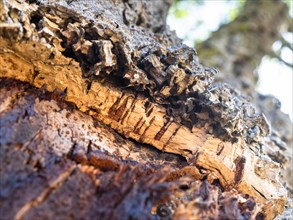 Bark of a Cork oak