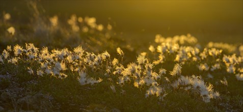 Cottongrass backlit