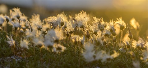 Cottongrass backlit