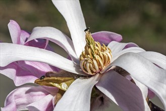 Flower of star magnolia