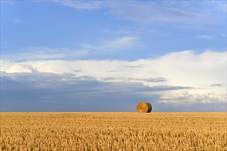 Grain field