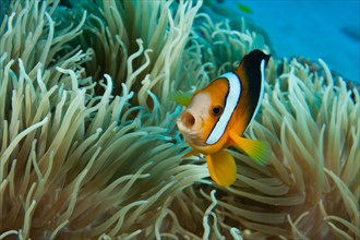 Madagascar anemonefish