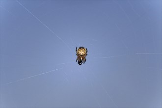 Small Orb-weaver spider