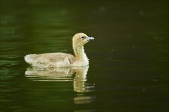 Greylag goose