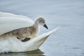 Mute swan