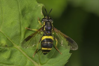 Two-banded wasp fly