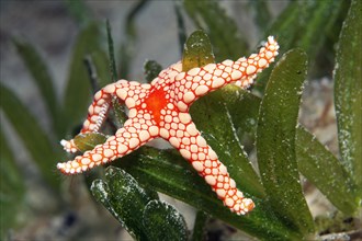 Red mesh starfish