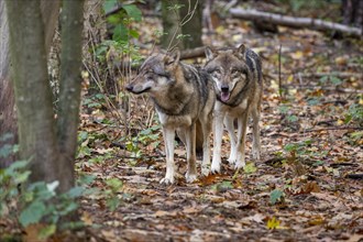 Gray wolves