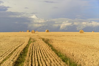 Grain field