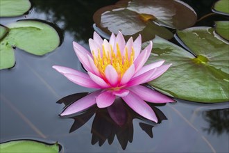 Pink water lily