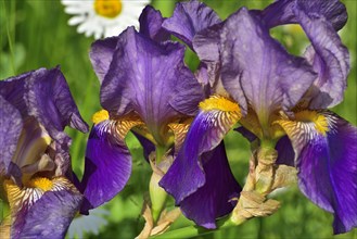 Blue-violet flowers of an iris