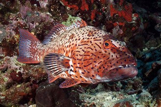 Roving coral grouper