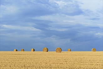 Grain field