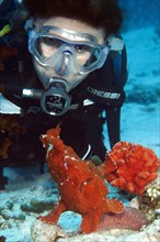 Diver looking at red giant frogfish