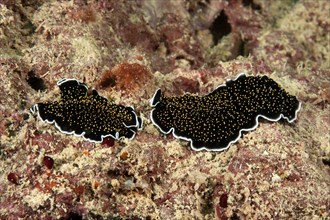 Pair of golden warty flatworm