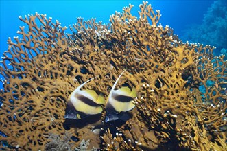 Pair of Red Sea bannerfish