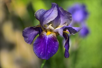 Blue-violet flower of an iris