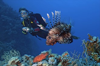 Diver looking at Indian common lionfish