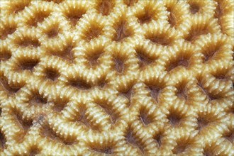 Large-pored stony coral