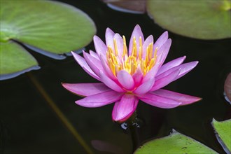 Pink water lily