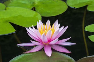 Pink water lily