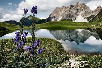 Lake with purple flowers and mountain landscape