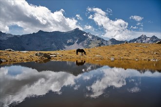 Mountain lake with horse and reflection near Petzeck