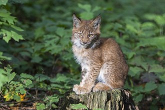 Young lynx in the last Eurasian lynx