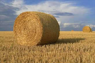 Grain field