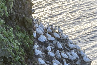 Another gannet colony opposite the rock needle Stori Karl