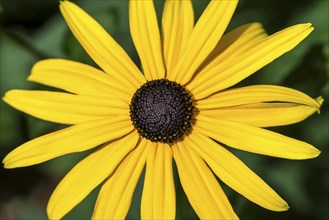 Black-eyed Susan