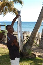 Fisherman shows caught barracuda