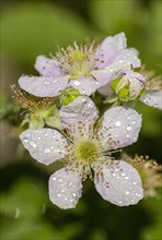 Blackberry blossoms with water drops