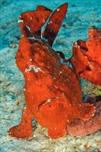 Giant red frogfish
