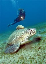 Diver looking at Green turtle