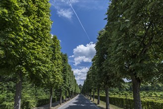 Avenue with summer lime trees