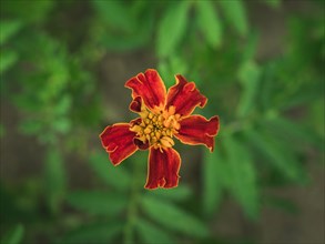 Striped Mexican Marigold flower