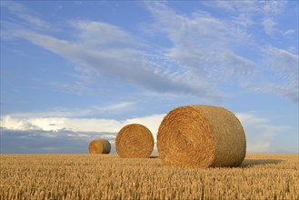 Grain field