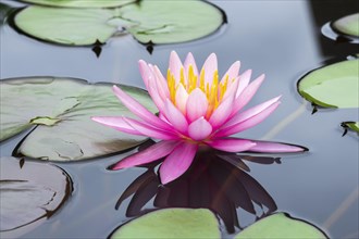 Pink water lily