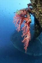 Large soft coral