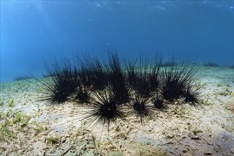 Colony of white-spotted diadem Black Longspine Urchin sp