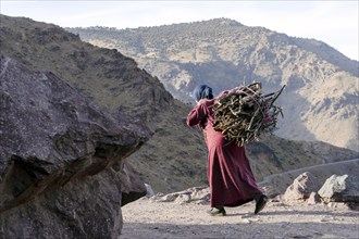 Berber woman carrying fire wood on the back in High Atlas mountains