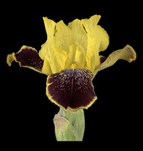 German iris