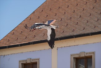 White stork flying through the alleys of Rust on its way to the feeding meadows