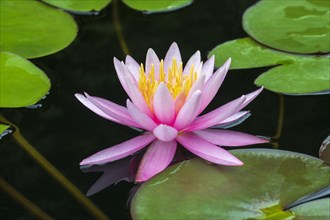 Pink water lily