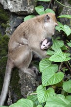 Female Crab-eating macaque