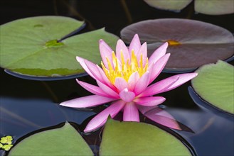 Pink water lily